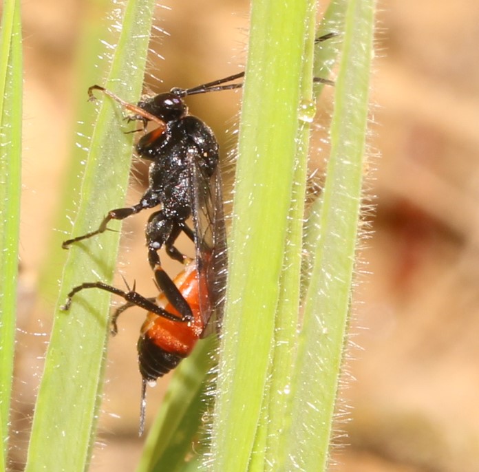 Attraktive Schlupfwespe-Trychasis spec.